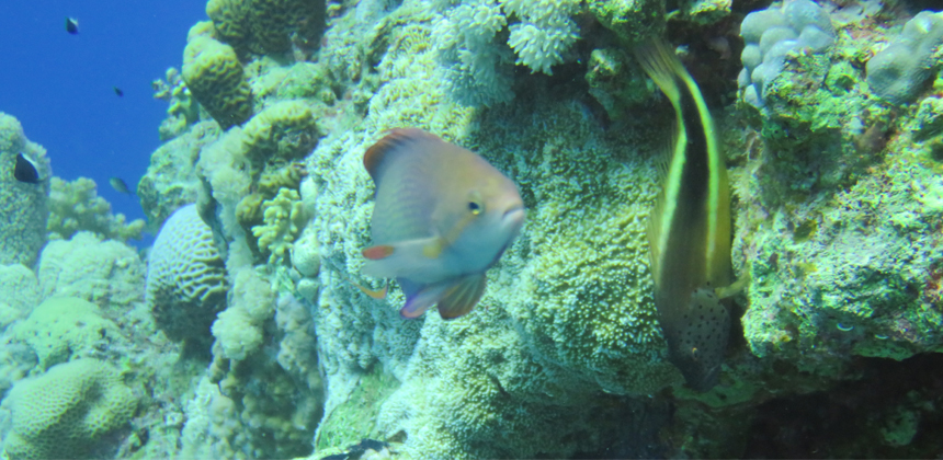 El Mina Wreck Dive Site Hurghada