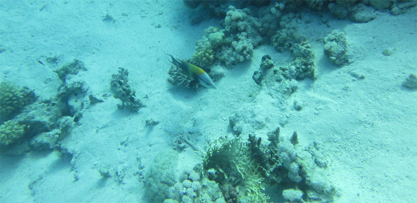 El Mina Wreck Diving Site Hurghada