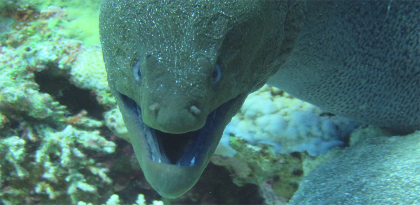 El Fanadir Hurghada Dive Site