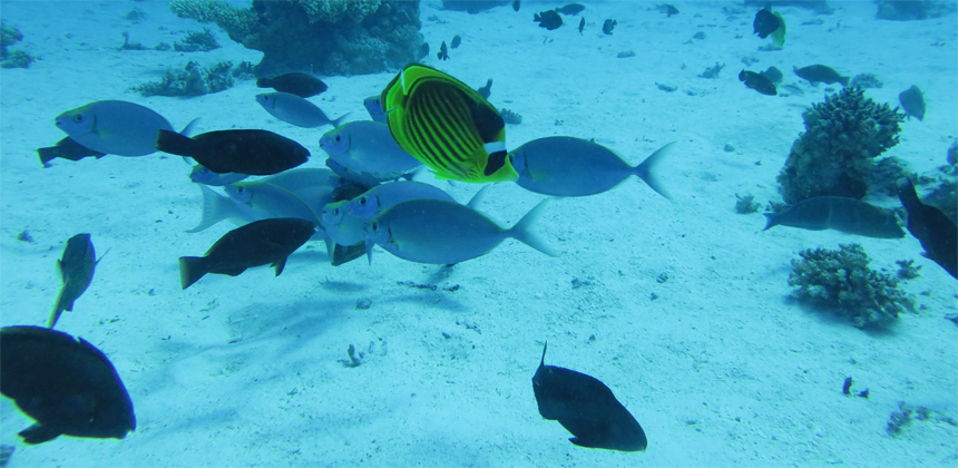 El Fanadir Dive Site Hurghada