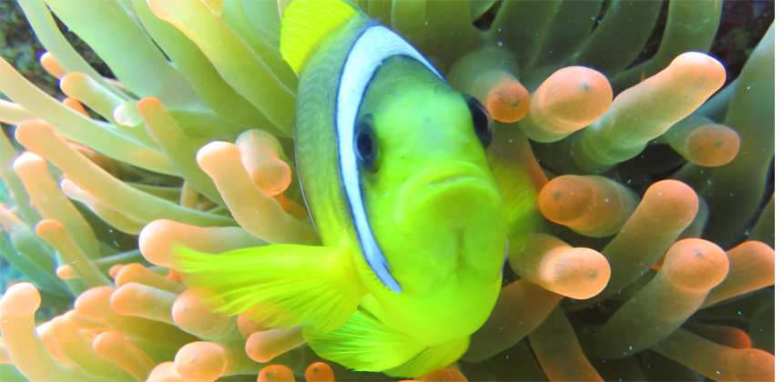 El Fanadir Diving Site Hurghada