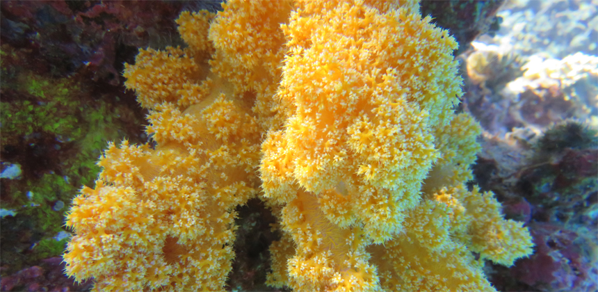 Hurghada Diving Site Erg Somaya