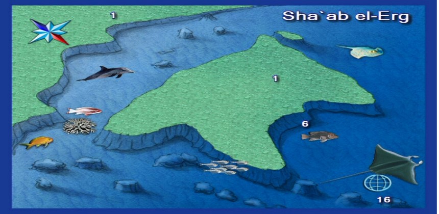 Shaab El Erg Diving Site Hurghada