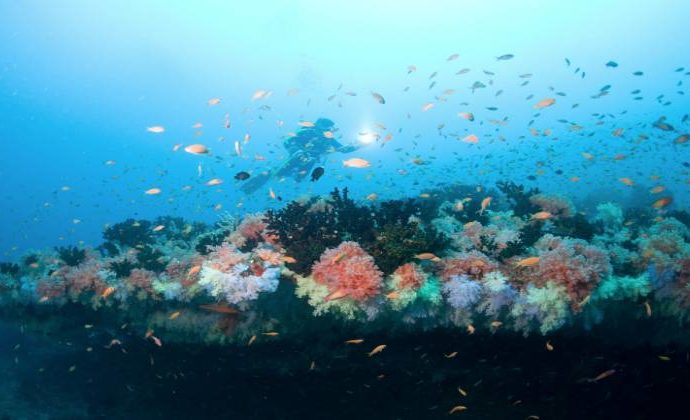 Aware – Coral Reef Conservation Course