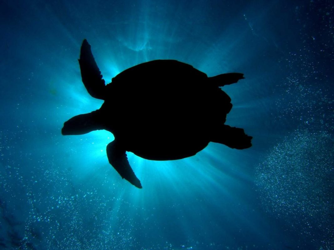 Hurghada Diving Packages and Courses Egypt Diving