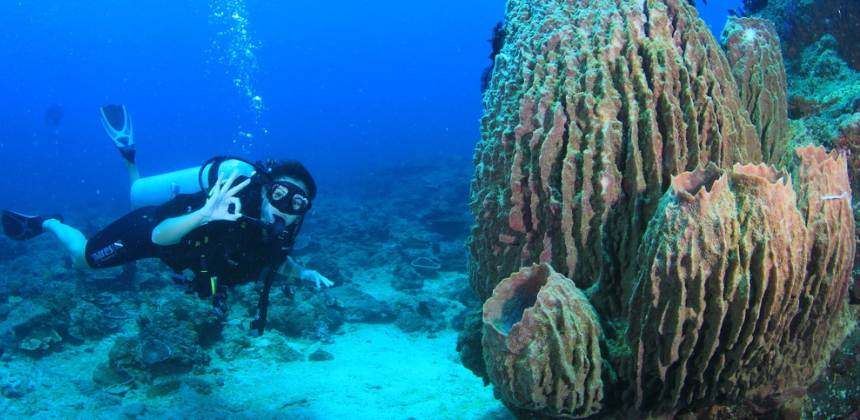 Check Dive