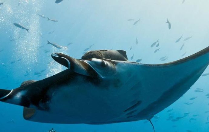 Скуба-обзор