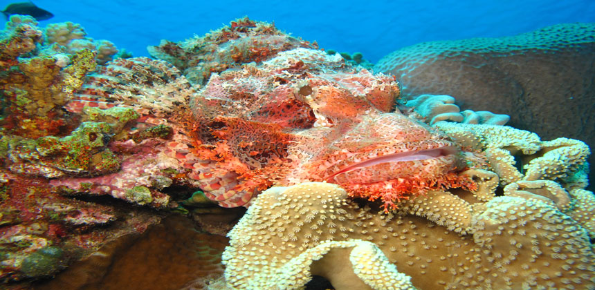 El Fanadir Diving Site Hurghada