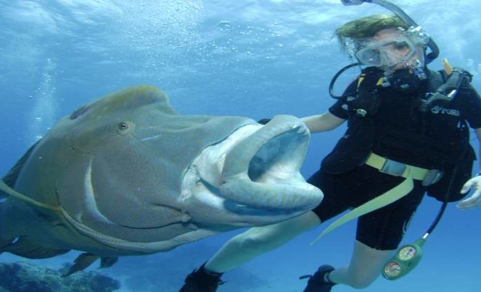 Underwater Naturalist